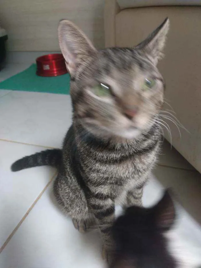 Gato raça Srd idade 2 a 6 meses nome Norinho
