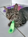 Norinho