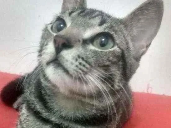Gato raça Srd idade 2 a 6 meses nome Norinho