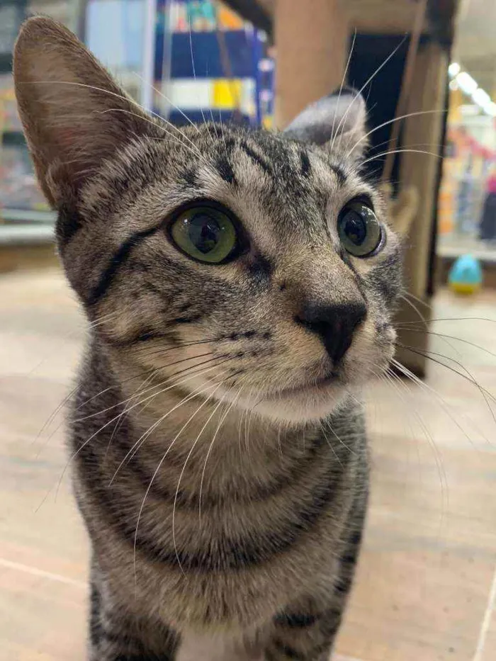 Gato raça Srd idade 2 a 6 meses nome Spock