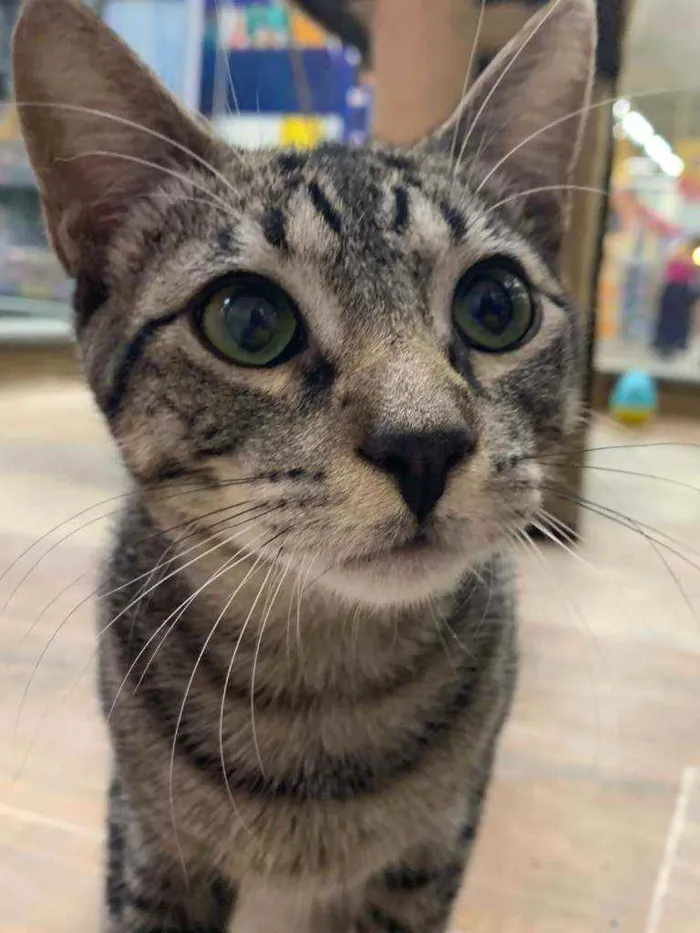 Gato raça Srd idade 2 a 6 meses nome Spock