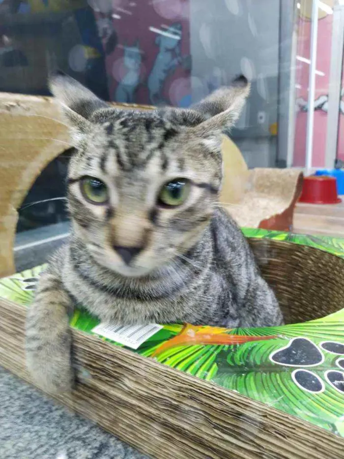 Gato raça Srd idade 2 a 6 meses nome Spock