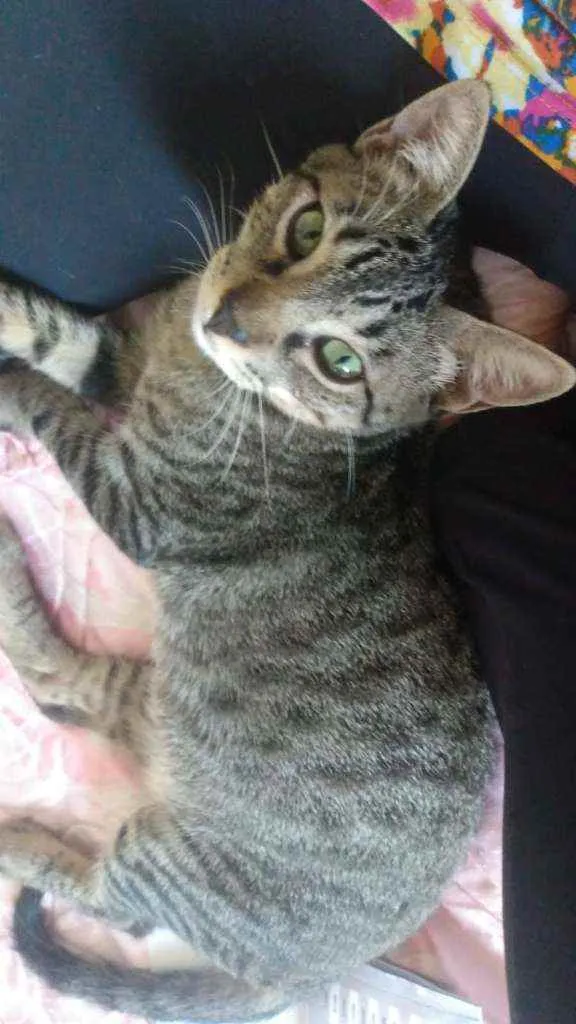 Gato raça Srd idade 2 a 6 meses nome Spock