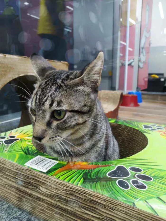 Gato raça Srd idade 2 a 6 meses nome Spock