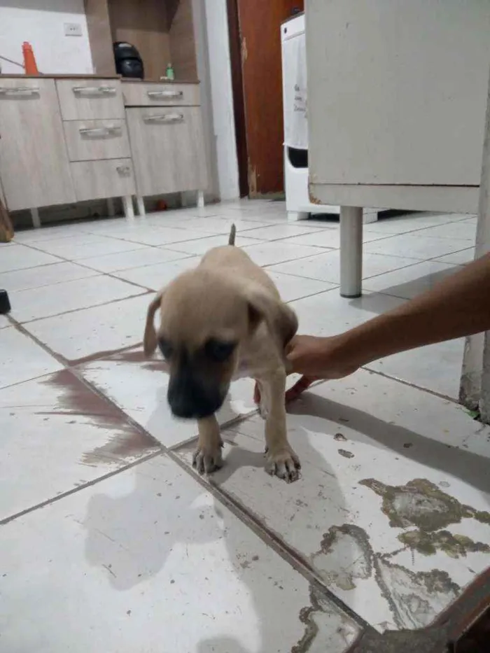 Cachorro ra a ViraLata idade Abaixo de 2 meses nome Duke