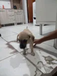 Duke