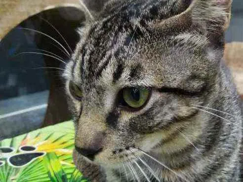 Gato raça Srd idade 2 a 6 meses nome Spock