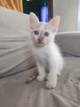 laranja