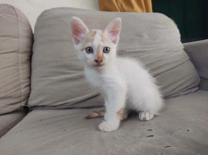 Gato ra a  idade Abaixo de 2 meses nome laranja