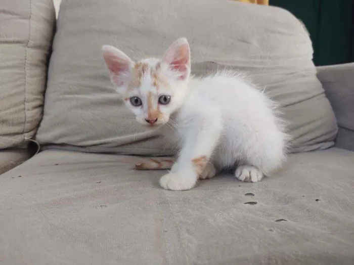 Gato ra a  idade Abaixo de 2 meses nome laranja