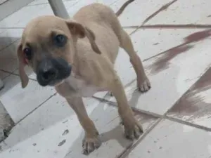 Cachorro raça ViraLata idade Abaixo de 2 meses nome Duke