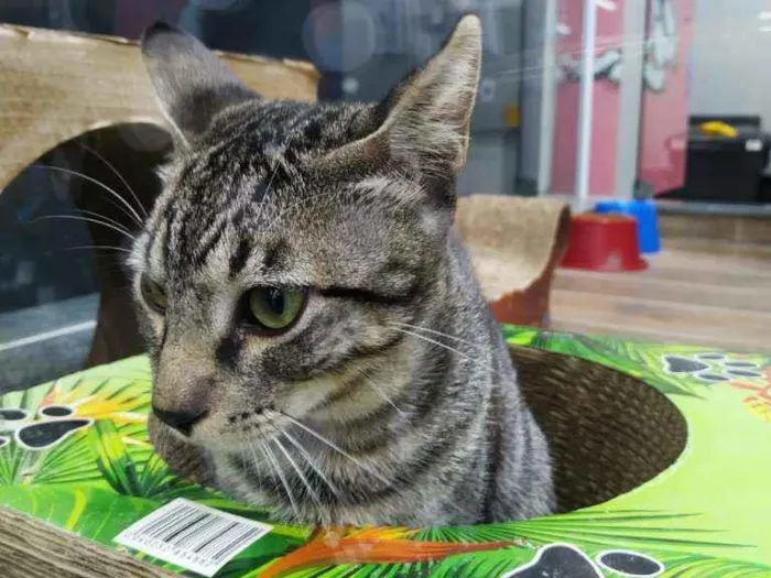 Gato raça Srd idade 2 a 6 meses nome Spock