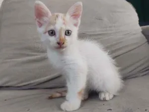 Gato raça  idade Abaixo de 2 meses nome laranja