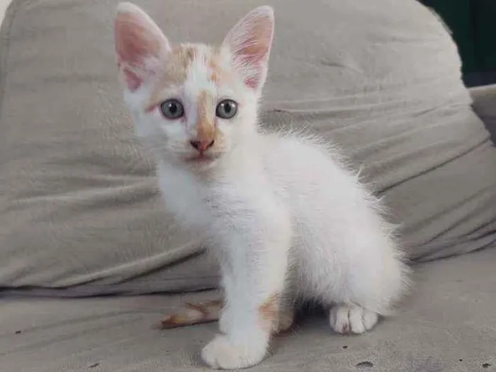 Gato ra a  idade Abaixo de 2 meses nome laranja