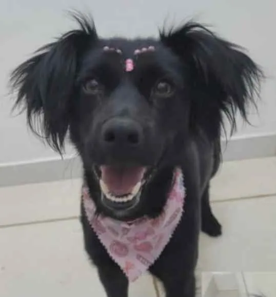 Cachorro ra a Mestiça  idade 2 a 6 meses nome Nina 