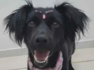 Cachorro raça Mestiça  idade 2 a 6 meses nome Nina 