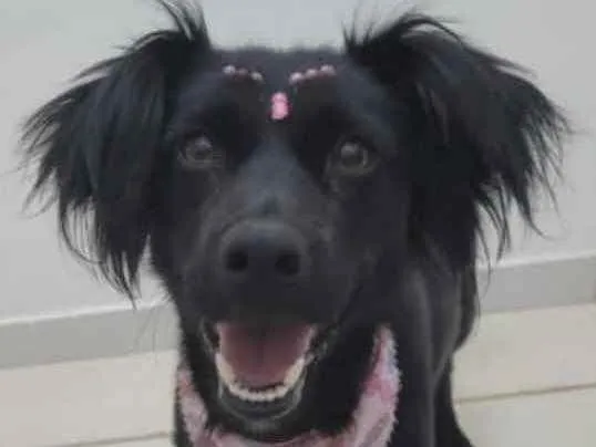 Cachorro ra a Mestiça  idade 2 a 6 meses nome Nina 