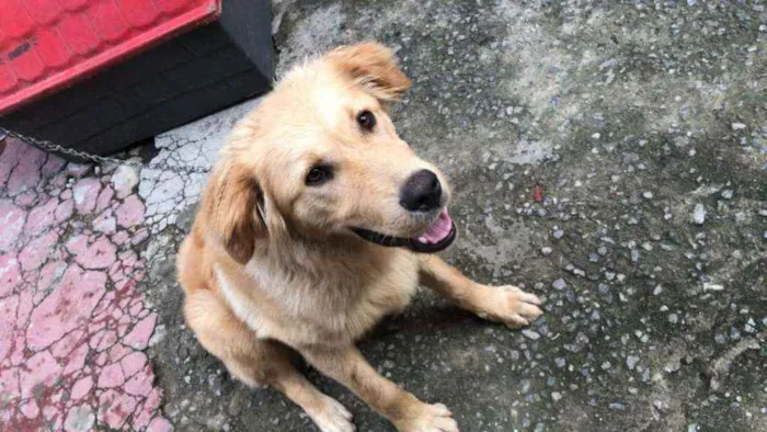 Cachorro ra a Golden Retriever Misturado  idade 2 a 6 meses nome Bradock