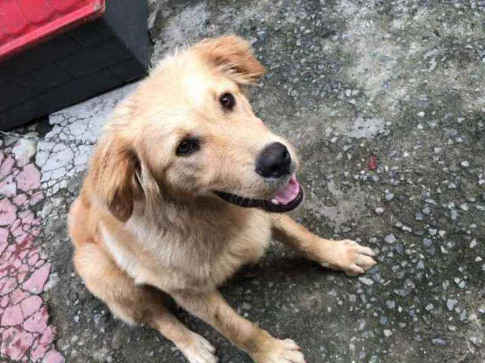 Cachorro ra a Golden Retriever Misturado  idade 2 a 6 meses nome Bradock