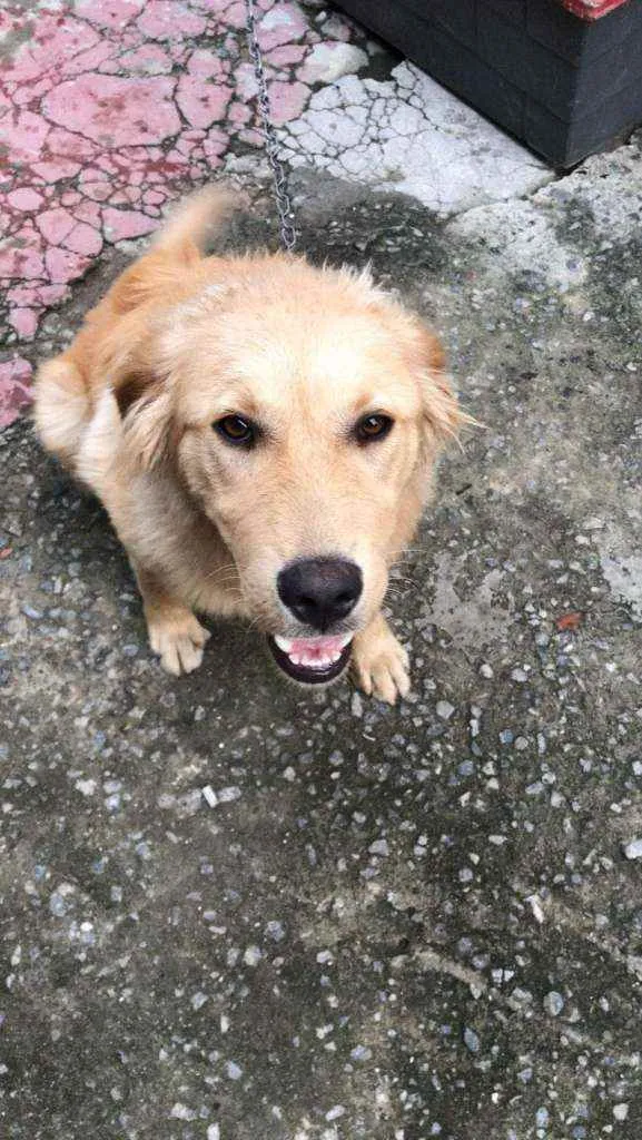 Cachorro ra a Golden Retriever Misturado  idade 2 a 6 meses nome Bradock