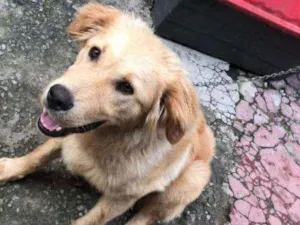Cachorro raça Golden Retriever Misturado  idade 2 a 6 meses nome Bradock