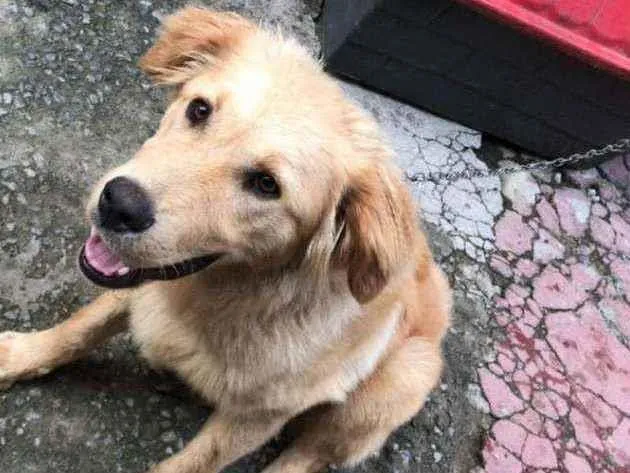 Cachorro ra a Golden Retriever Misturado  idade 2 a 6 meses nome Bradock