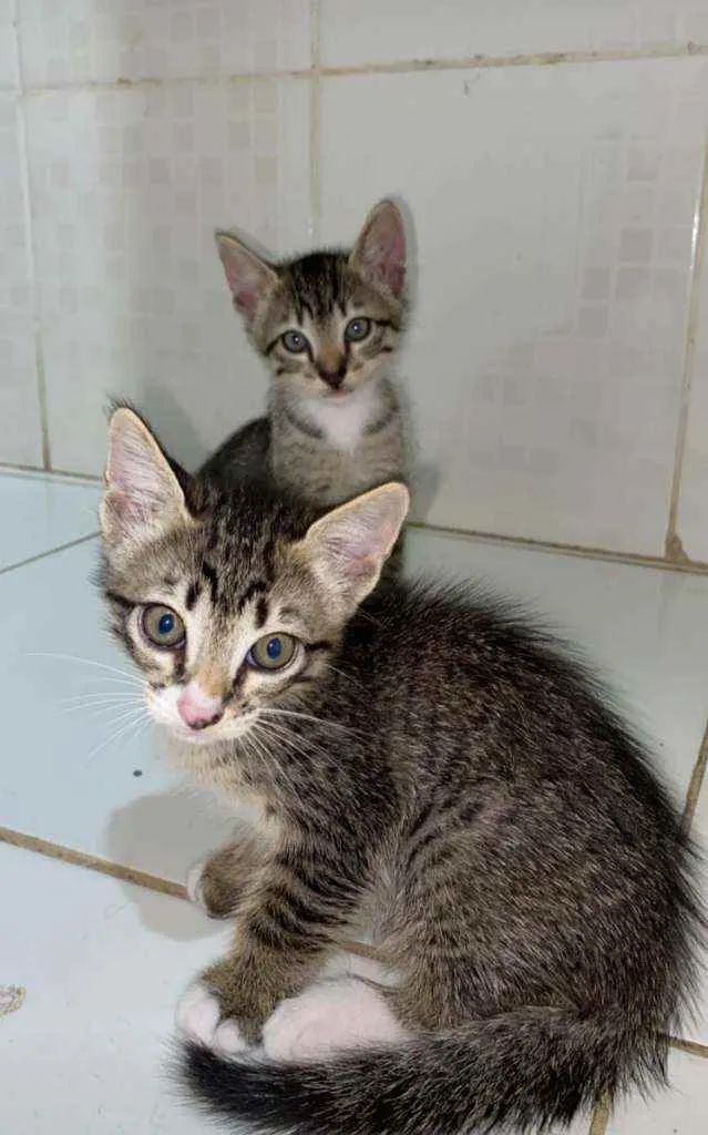 Gato ra a Ciâmeses idade Abaixo de 2 meses nome Sol e Estrela