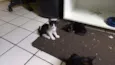 Hunter, Apollo