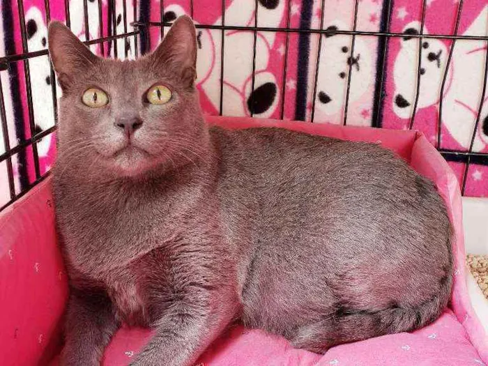 Gato raça Srd  idade 1 ano nome Brigitte 