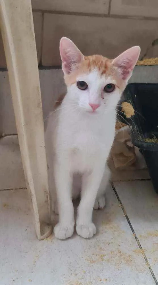 Gato ra a SRD idade 2 a 6 meses nome Dexter