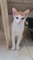 Dexter