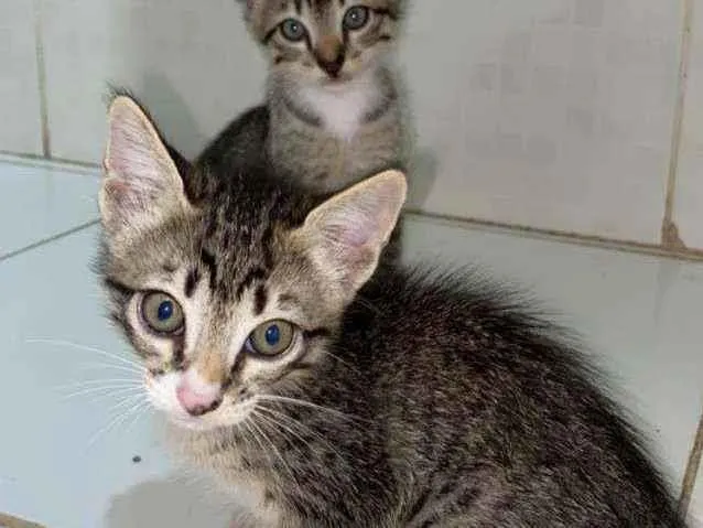 Gato ra a Ciâmeses idade Abaixo de 2 meses nome Sol e Estrela