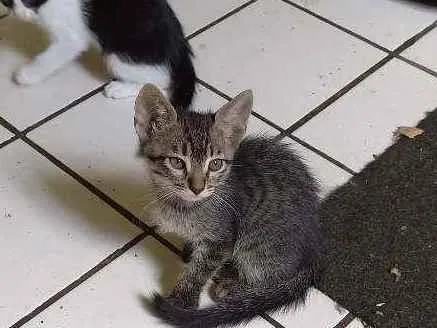 Gato ra a Mestiço idade 2 a 6 meses nome Hunter, Apollo 