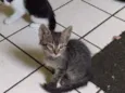 Hunter, Apollo