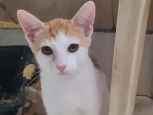 Gato raça SRD idade 2 a 6 meses nome Dexter