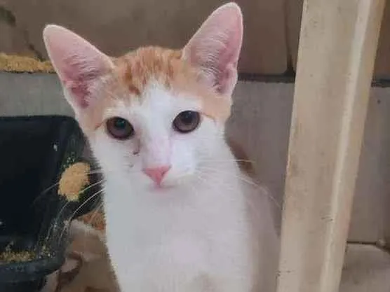 Gato ra a SRD idade 2 a 6 meses nome Dexter