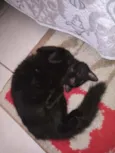 Pretinha 