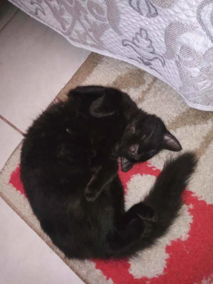 Gato ra a SDR idade 7 a 11 meses nome Pretinha 