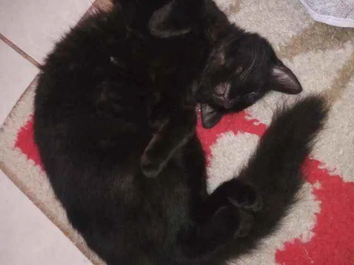 Gato ra a SDR idade 7 a 11 meses nome Pretinha 