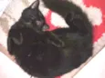 Pretinha 