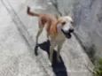 Cachorro raça Srd idade 1 ano nome Trovão 