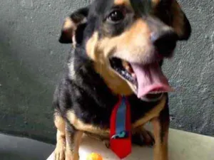 Cachorro raça Srd idade 1 ano nome Spike fofinho 
