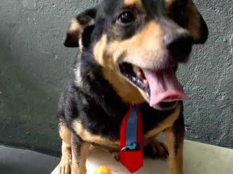 Cachorro raça Srd idade 1 ano nome Spike fofinho 