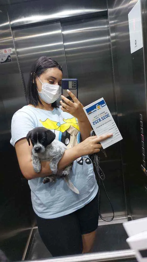 Cachorro raça Vira-lata idade 2 a 6 meses nome Jade