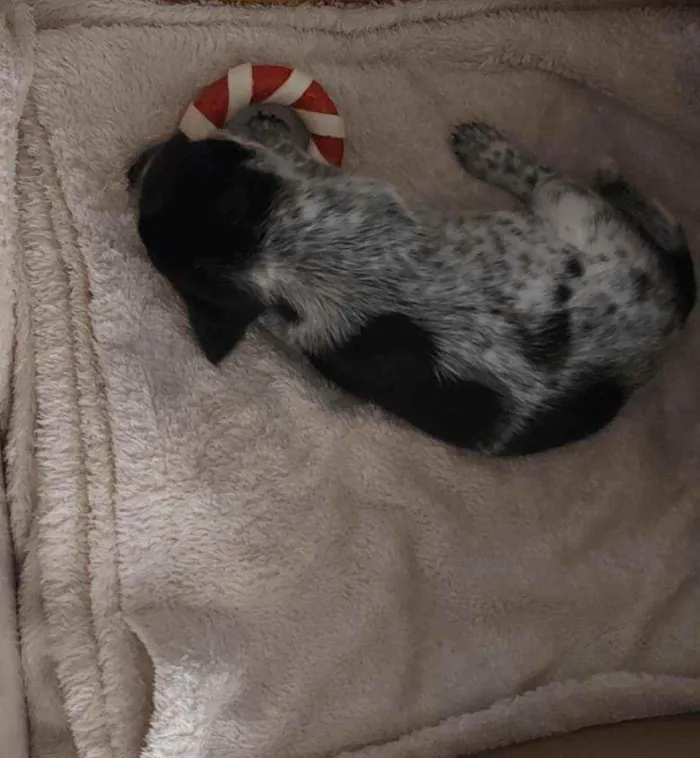 Cachorro raça Vira-lata idade 2 a 6 meses nome Jade
