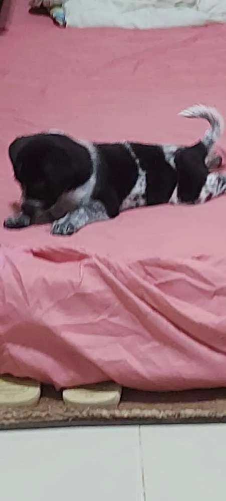 Cachorro raça Vira-lata idade 2 a 6 meses nome Jade