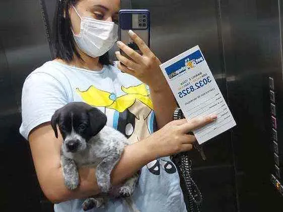 Cachorro raça Vira-lata idade 2 a 6 meses nome Jade