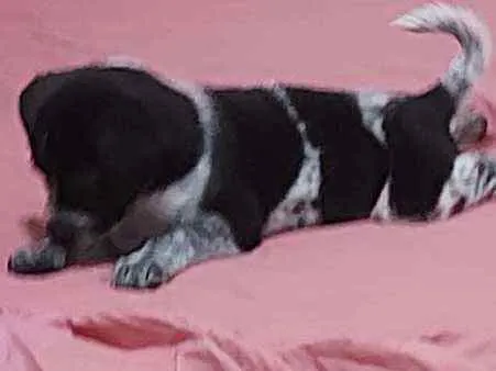 Cachorro raça Vira-lata idade 2 a 6 meses nome Jade