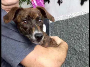Cachorro raça Pinscher mix srd  idade 7 a 11 meses nome Molly bb linda 