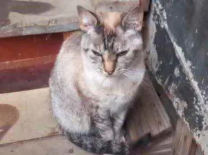 Gato raça Srd idade 1 ano nome Miss Tippy Linda 